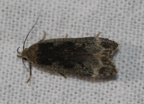 Réf. 328 263 : Anacampsis sp.